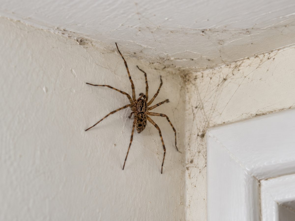 House spider and webs in the corner of a room