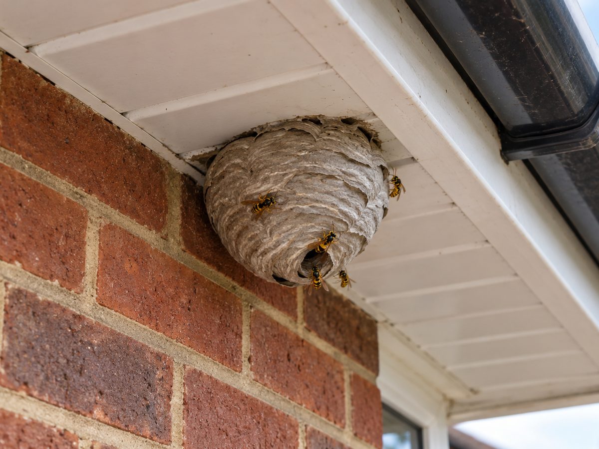 Wasp nest under the roofline soffit of a house